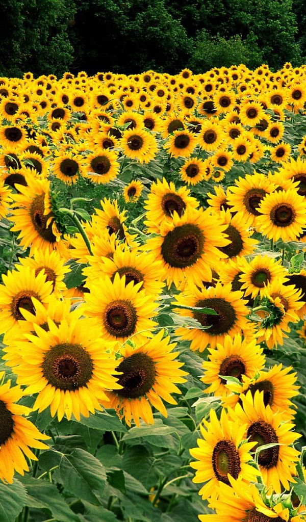 Поле подсолнухов