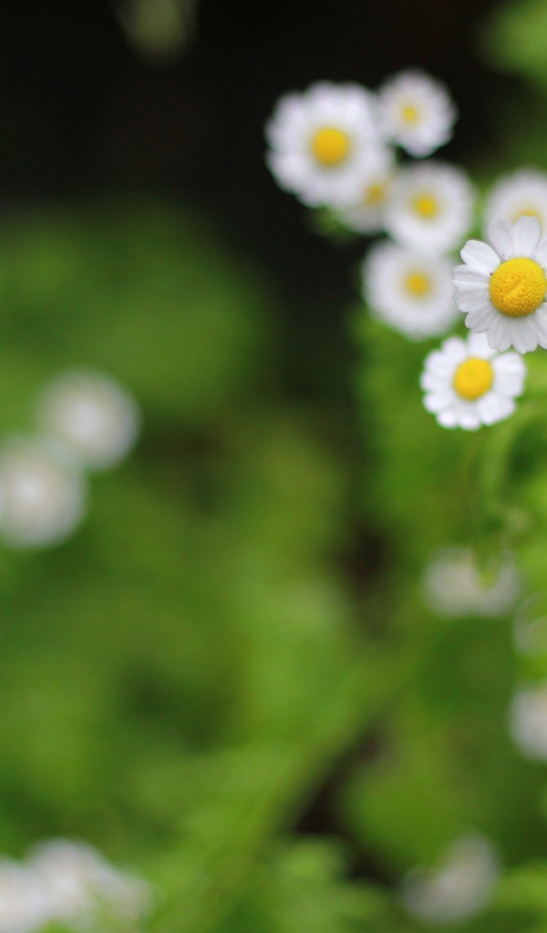 Цветы в поле