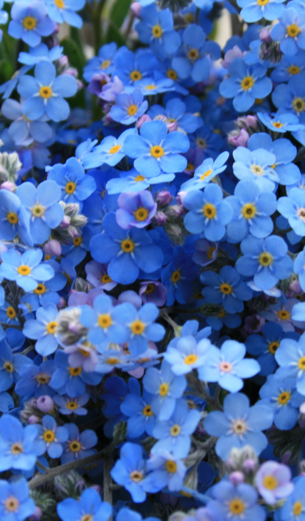 Расцвели на лужайке красивые незабудки