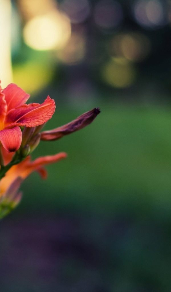 Цветок и стеклоблок