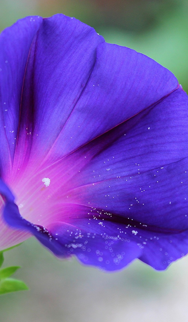 Цветок синий колокольчик