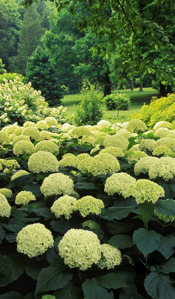 Цветочный куст в парке