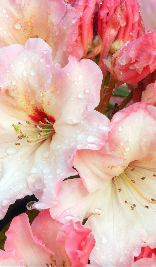 Цветочная роса