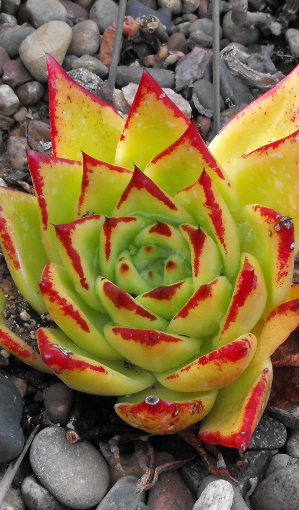 Цветок эхеверия (эчеверия)  на дачном участке