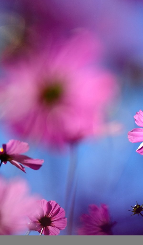 Цветок космея полевая