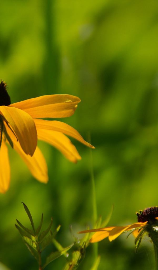 Цветок в траве