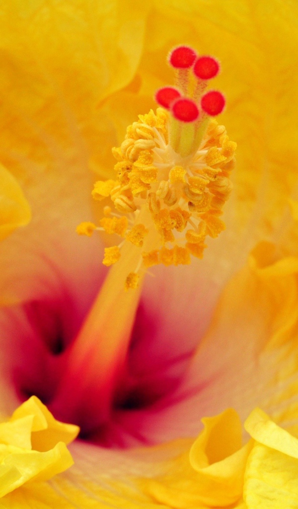 Цветок в увеличенном изображении