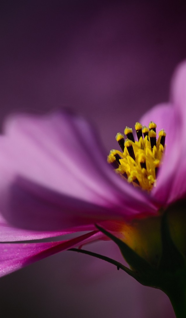 Цветок на тёмном фоне