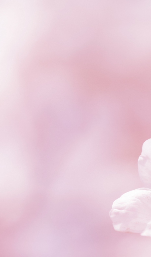 Цветок на белом фоне