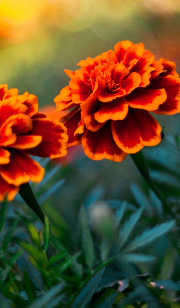 Пара цветов