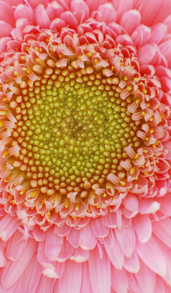 Лепестки цветов