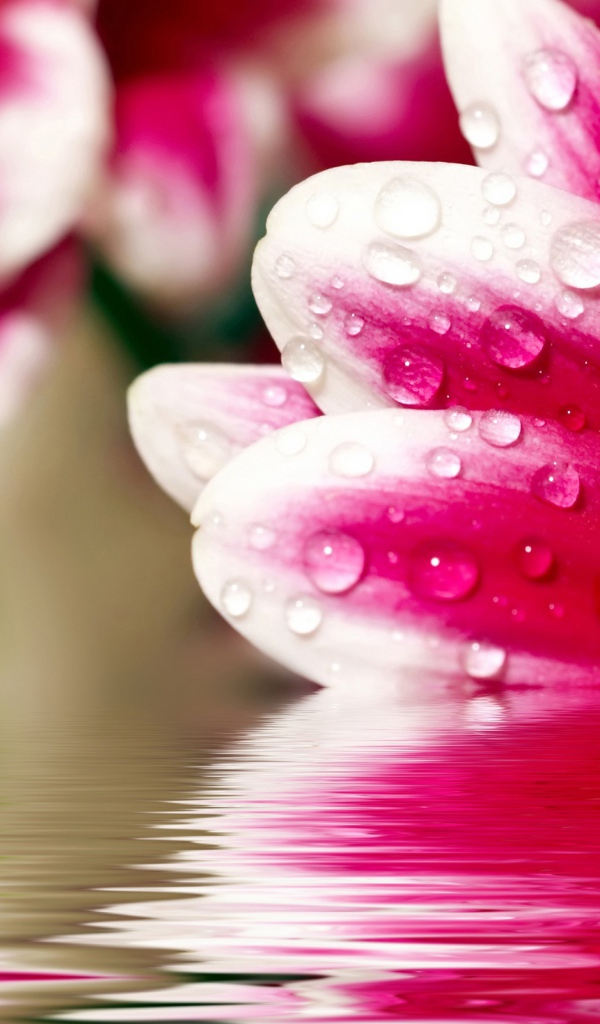 Цветочные размышления