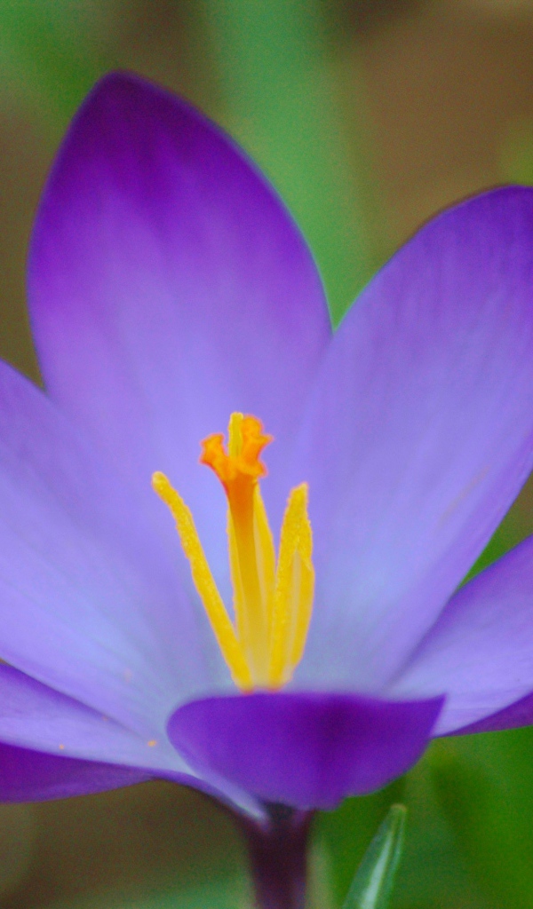 Цветок шафран (крокус) на поляне