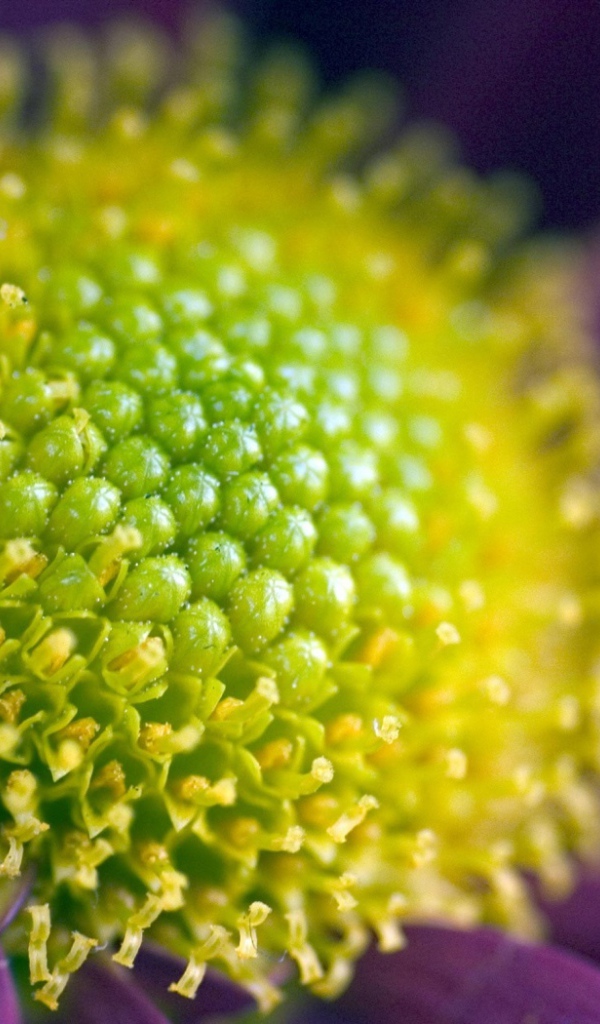 Цветок вблизи