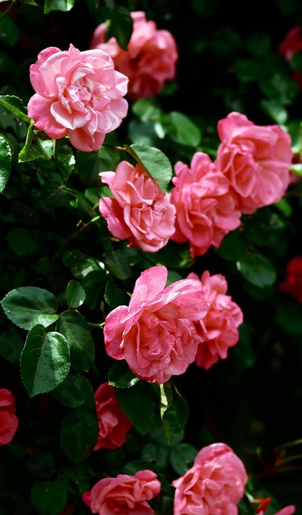 Розовые цветы