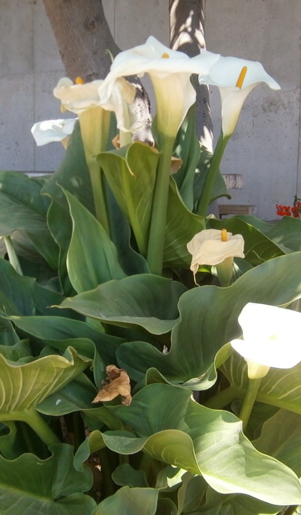 Цветки Калы