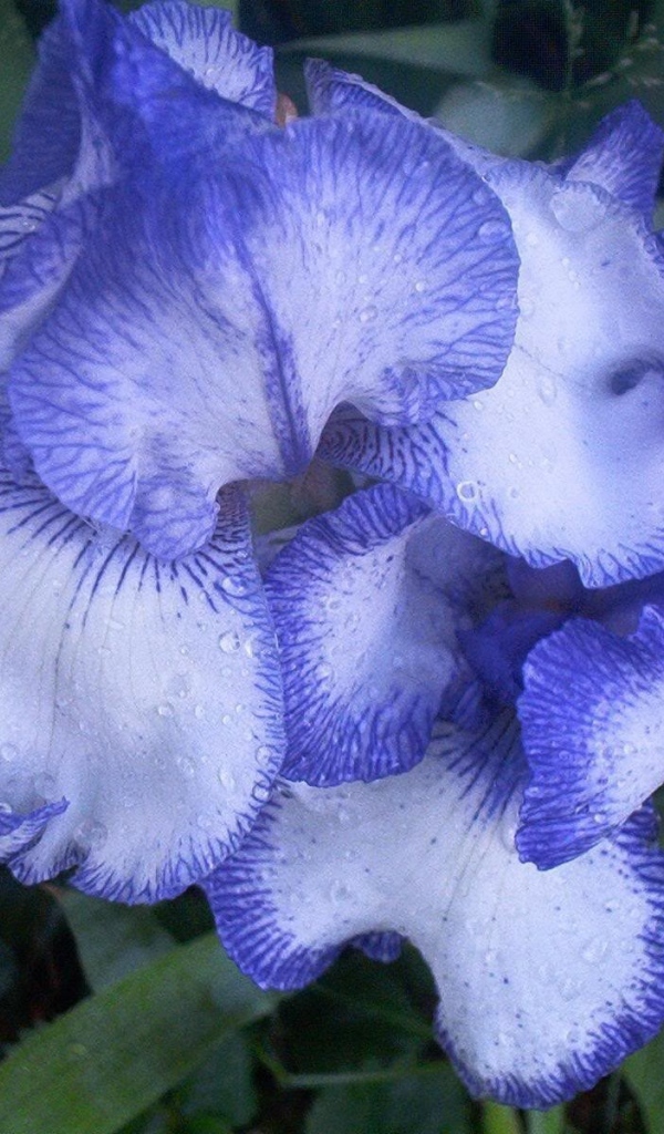 Цветы голубого ириса