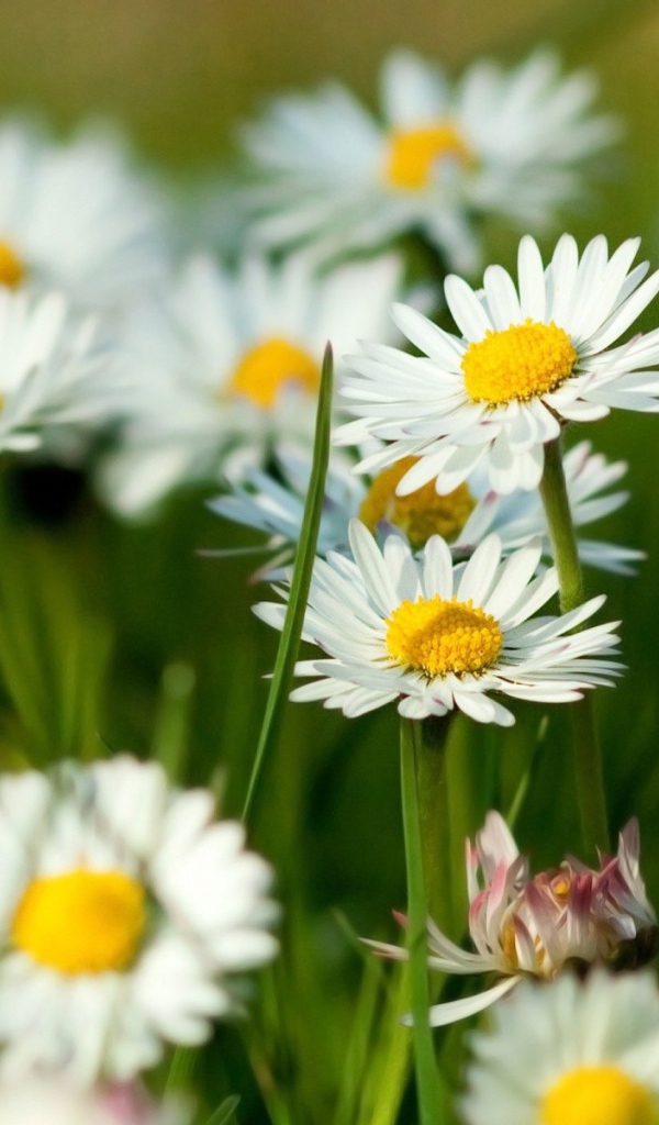 Цветы маргаритки на поляне