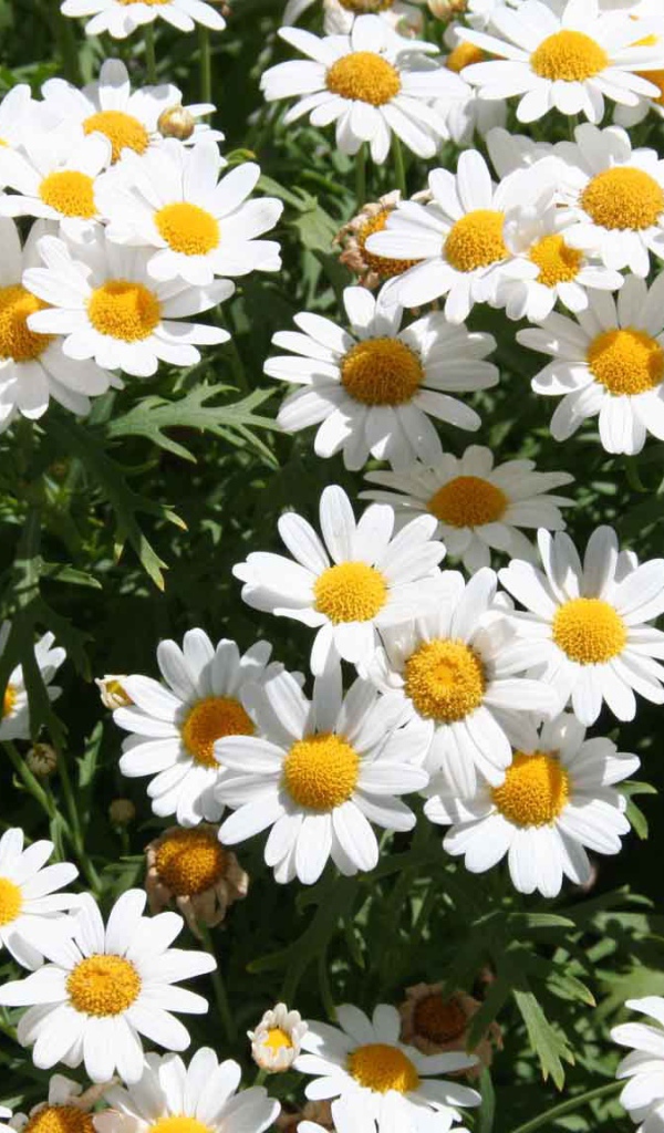 Цветы маргаритки на поляне весной