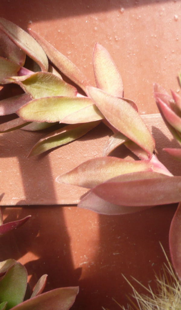 Цветы эхеверия (эчеверия) 