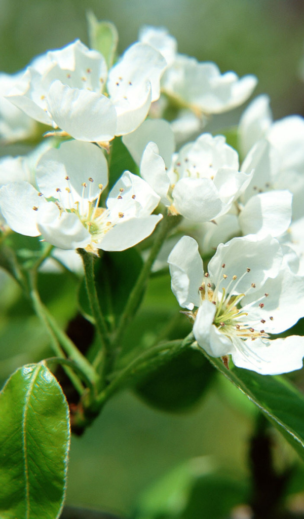 Цветки фруктового дерева