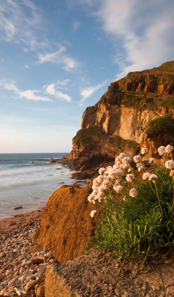 Цветы растут на камнях