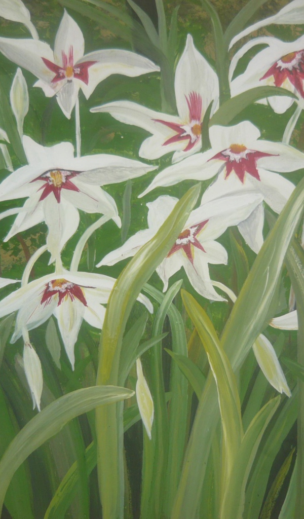 Выращивание цветов ацидантера в саду