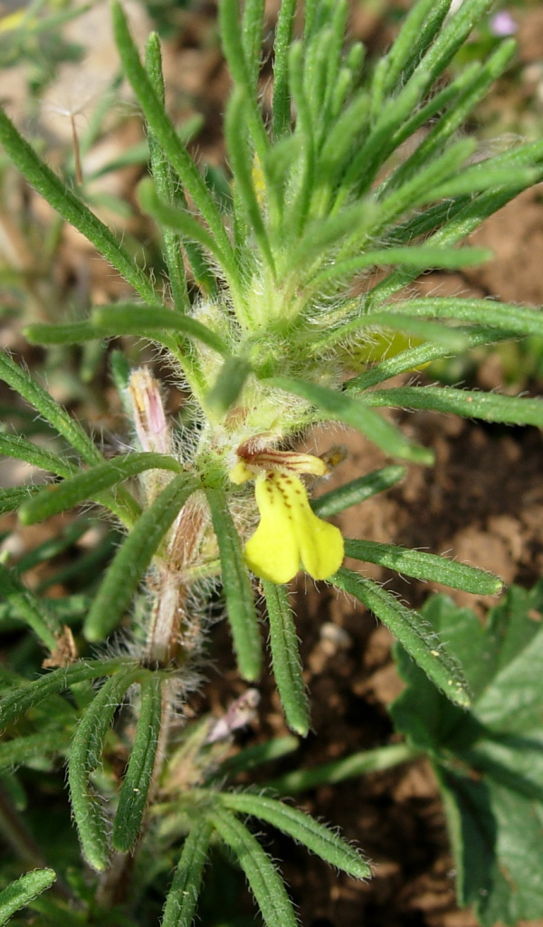 Выращивание цветов аюга в саду