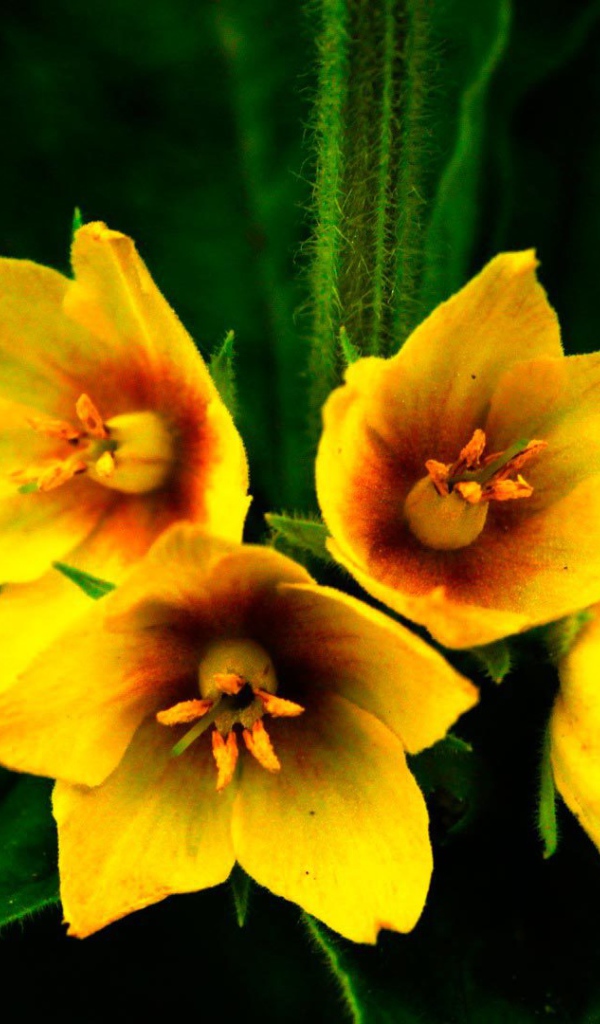 Выращивание цветов колокольчик в саду