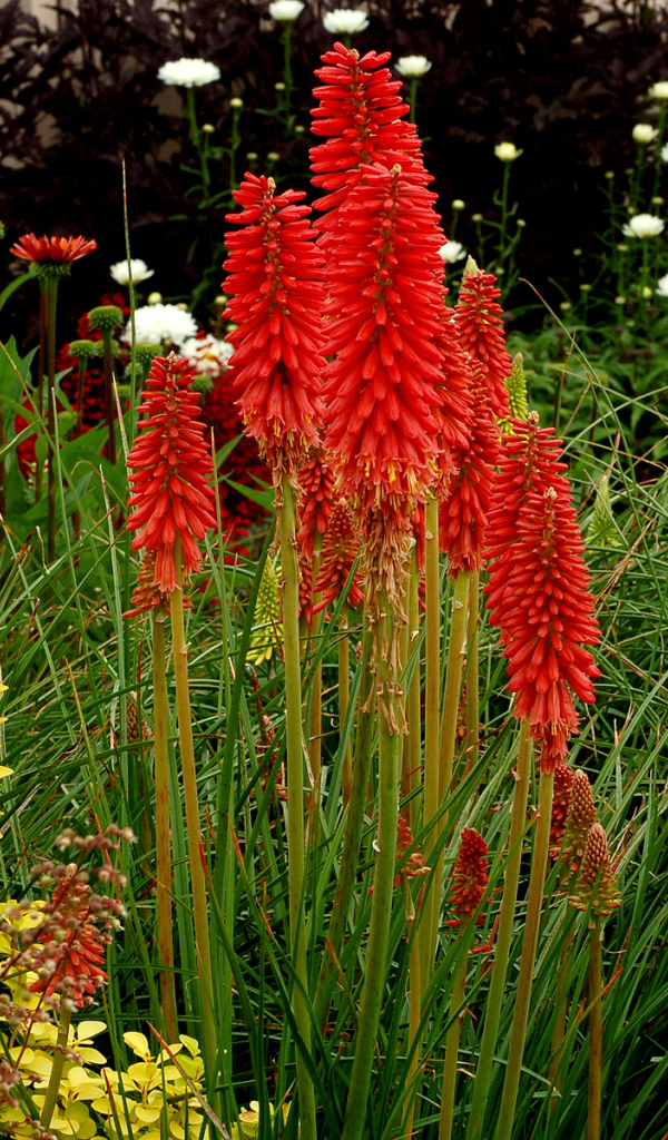 Выращивание цветов кникофия в саду