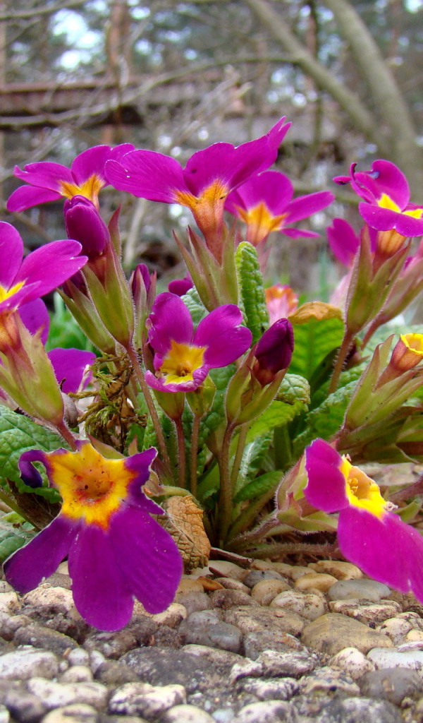 Выращивание цветов примула в саду