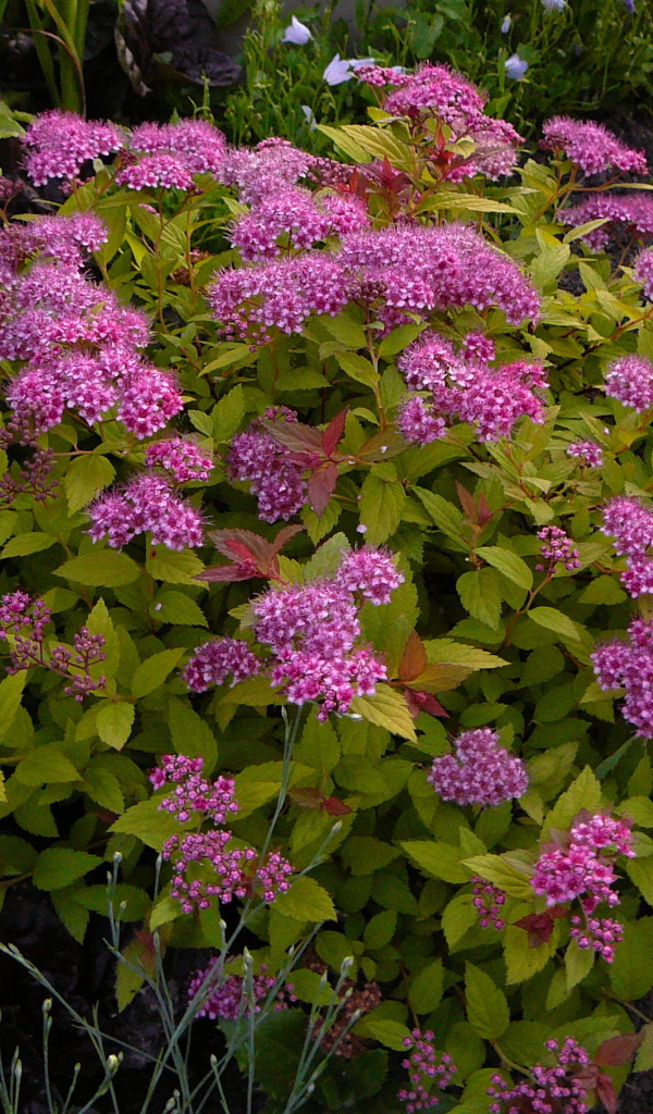 Выращивание цветов спирея в саду