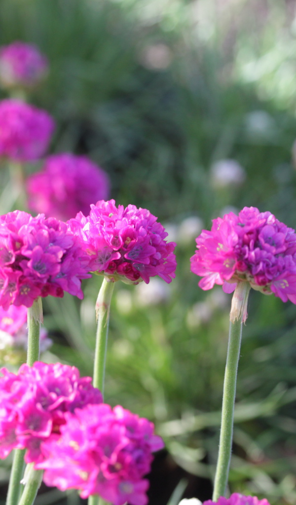 Выращивание цветов армерия в саду
