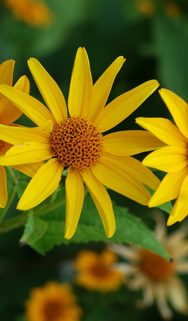 Выращивание цветов венидиум в саду