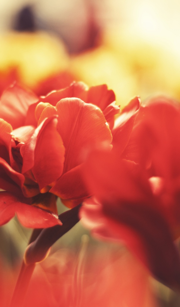 Цветы вблизи