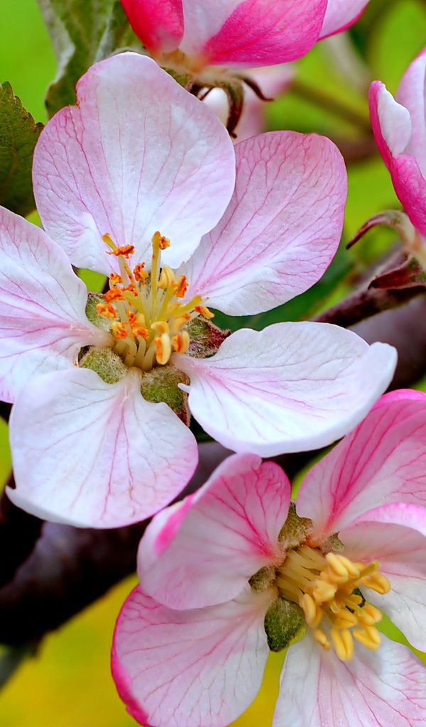 Цветы на ветке