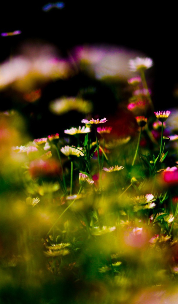 Цветы на фоне бликов