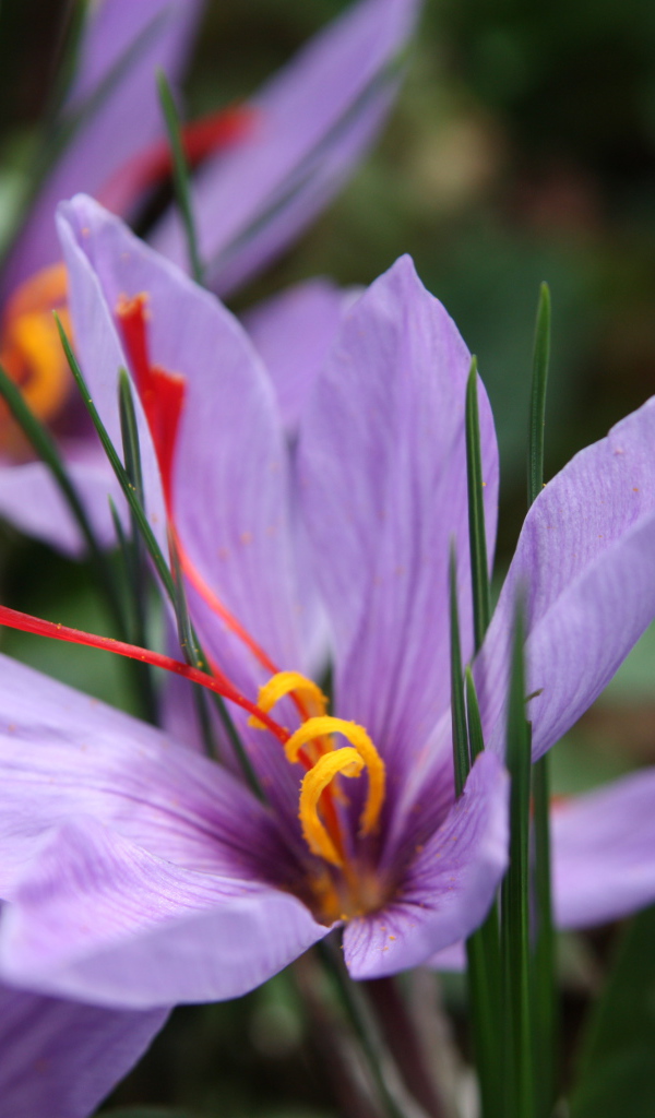 Цветы шафран на поляне