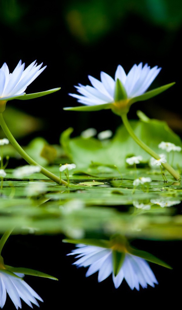 Цветы на воде