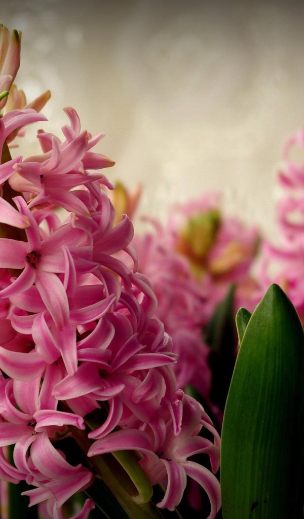 Цветы розовые гиацинты расцвели