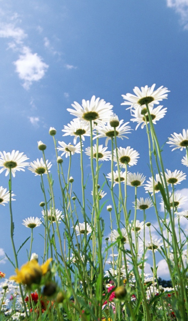 Цветы на фоне неба