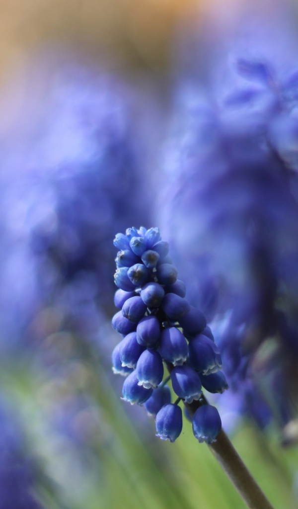 Цветы кисточкой