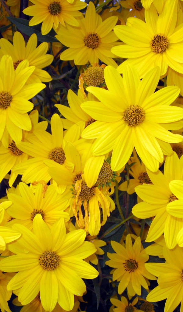 Цветы венидиум на дачном участке