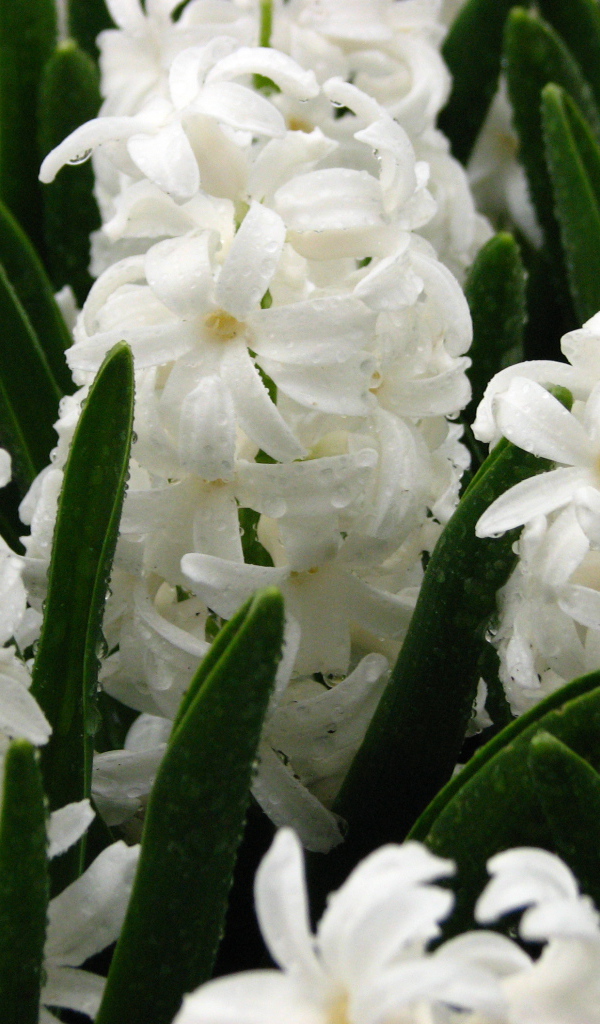 Цветы белые гиацинты