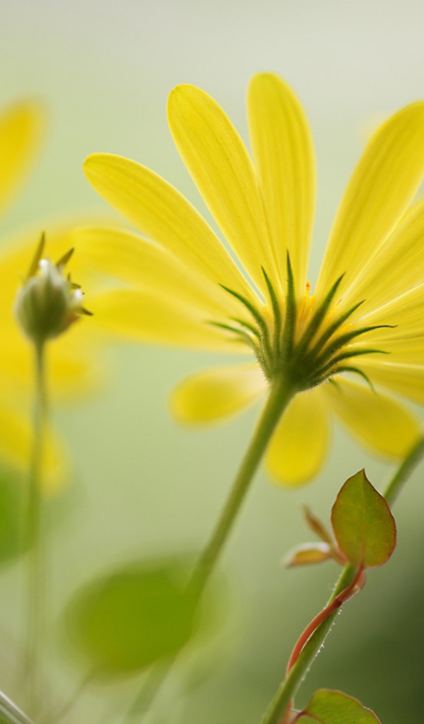 Цветы с длинными лепестками