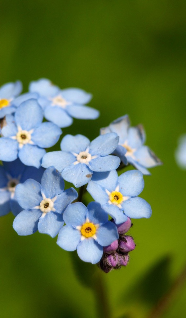 Красивые незабудки расцвели в саду