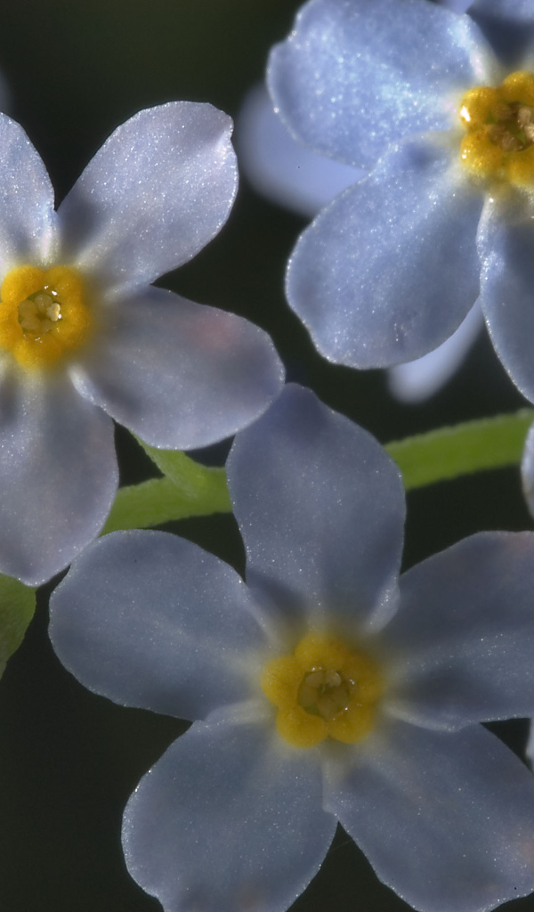 Незабудки красивые цветы