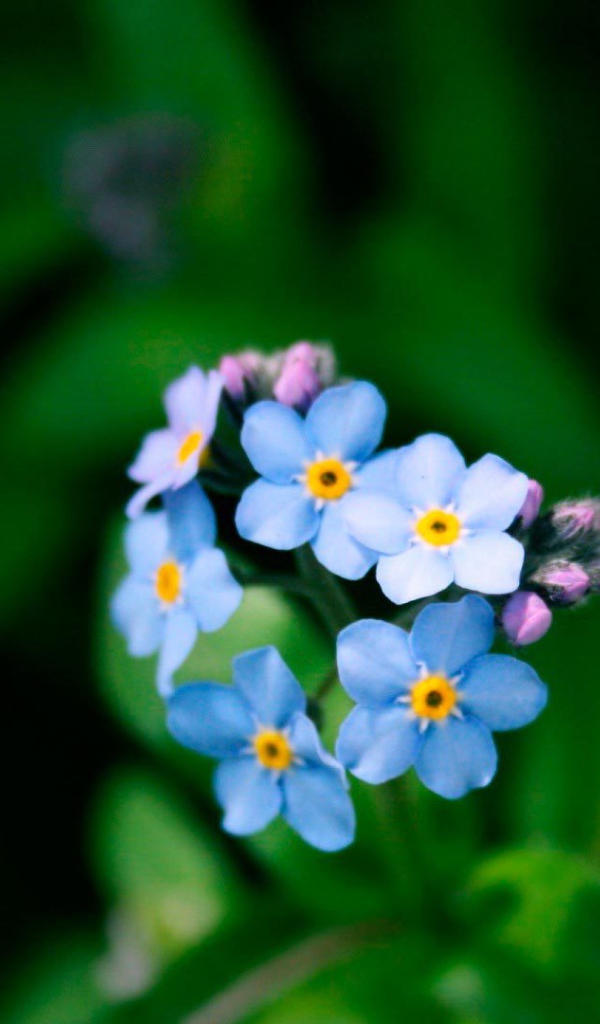 Цветы незабудки в лесу