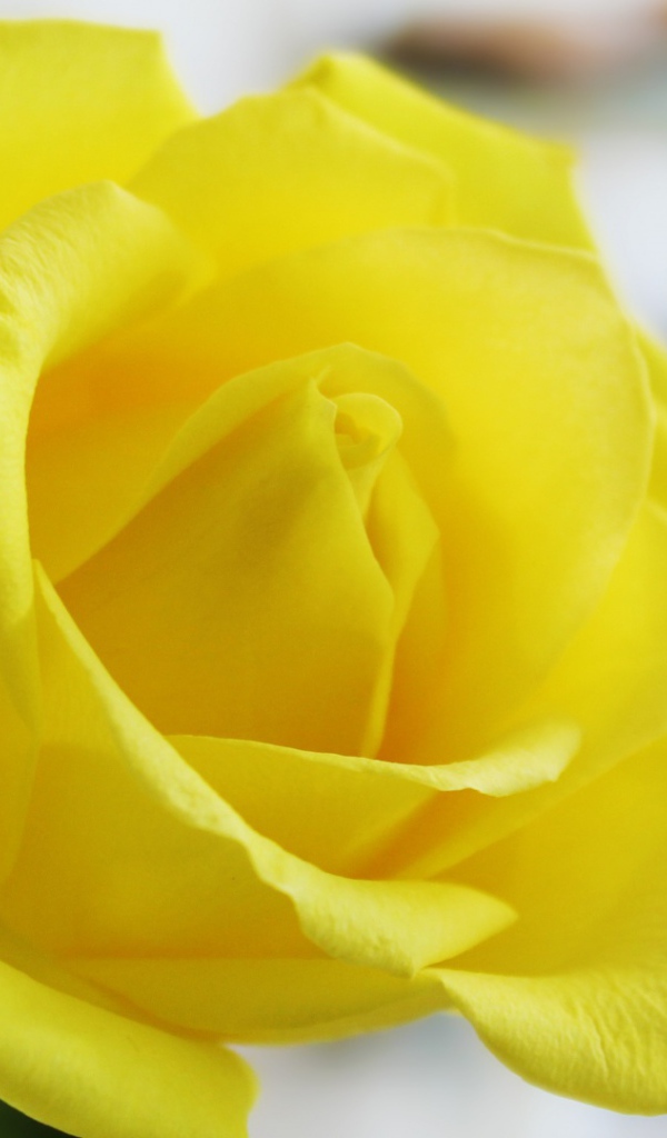 Ароматная жёлтая роза