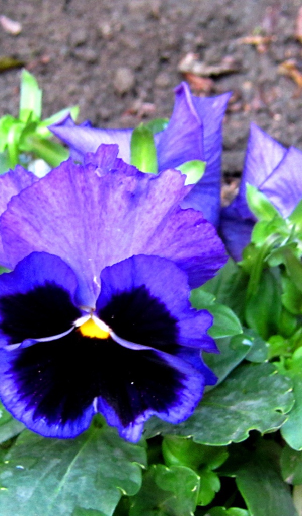 Живые цветы анютины глазки зацвели за домом